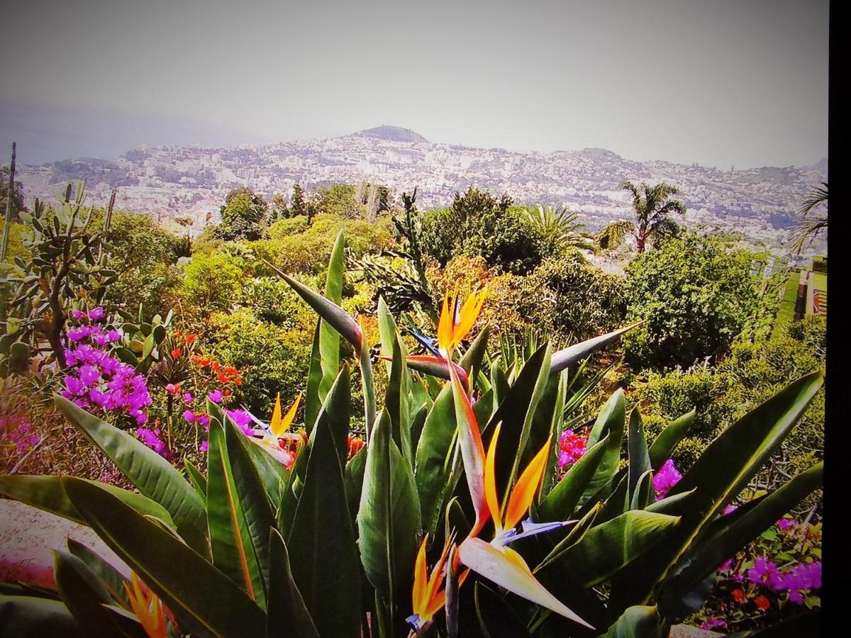 Apartment - The Historical Center Of Funchal In Alojamento Local Ngoại thất bức ảnh